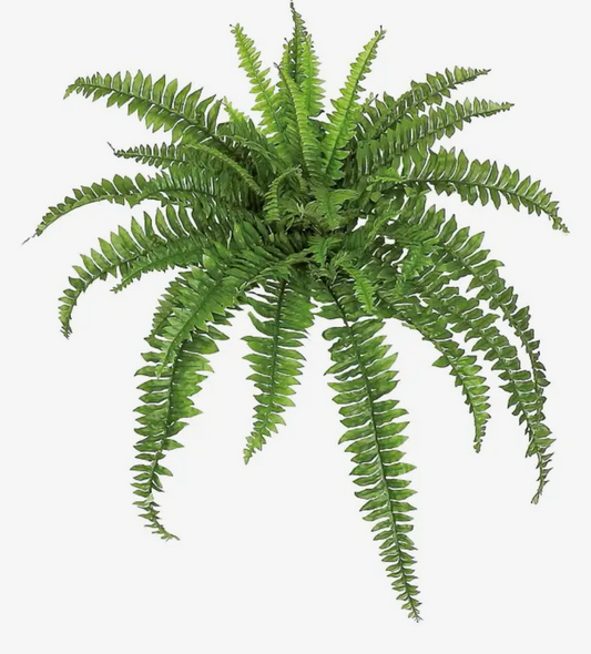 46” Boston Fern