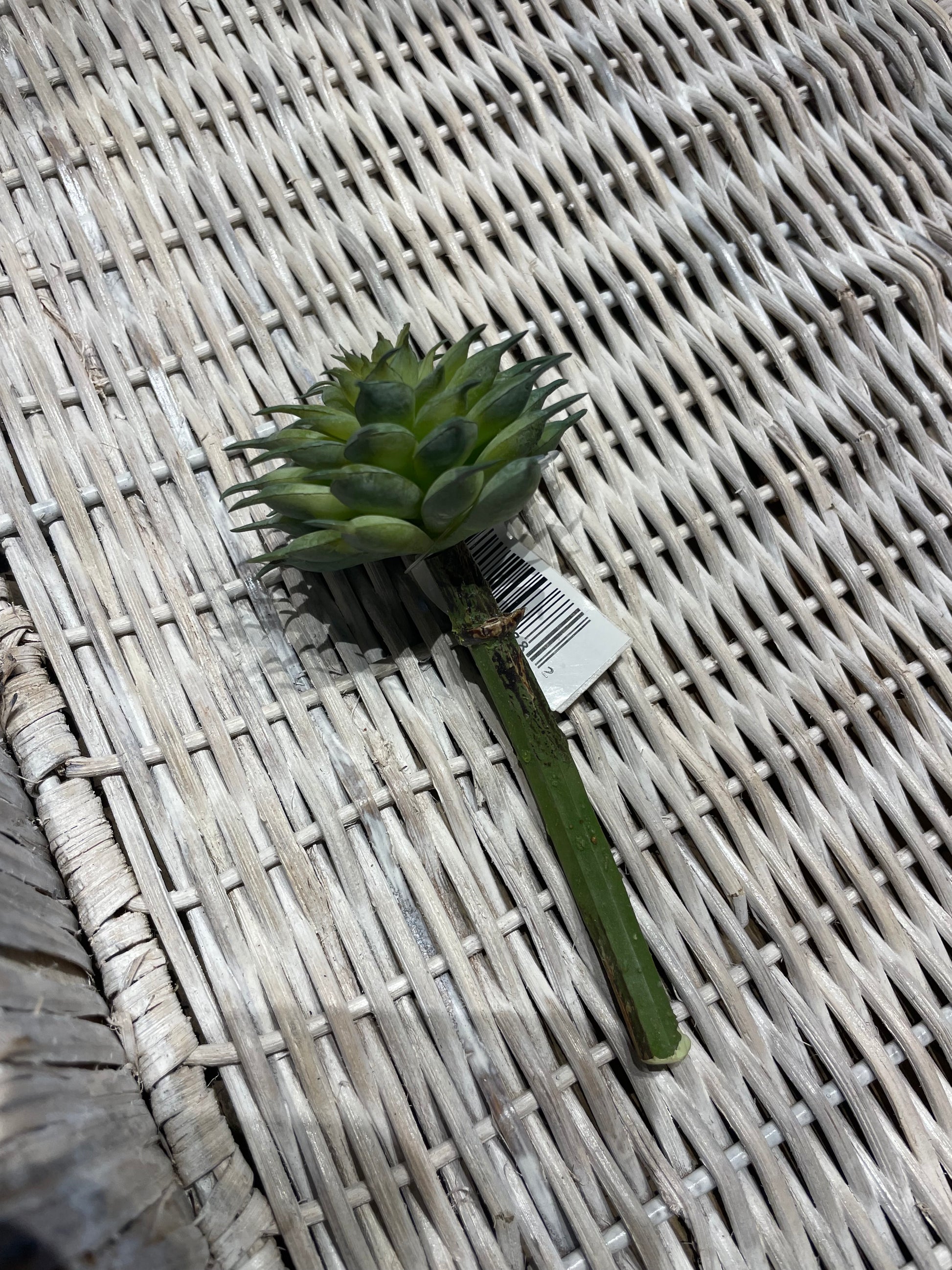 a spiny succulent Artificial Spiny Succulent Pick