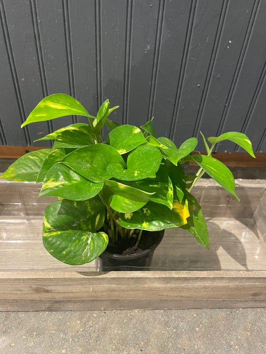 4” Pothos Plant