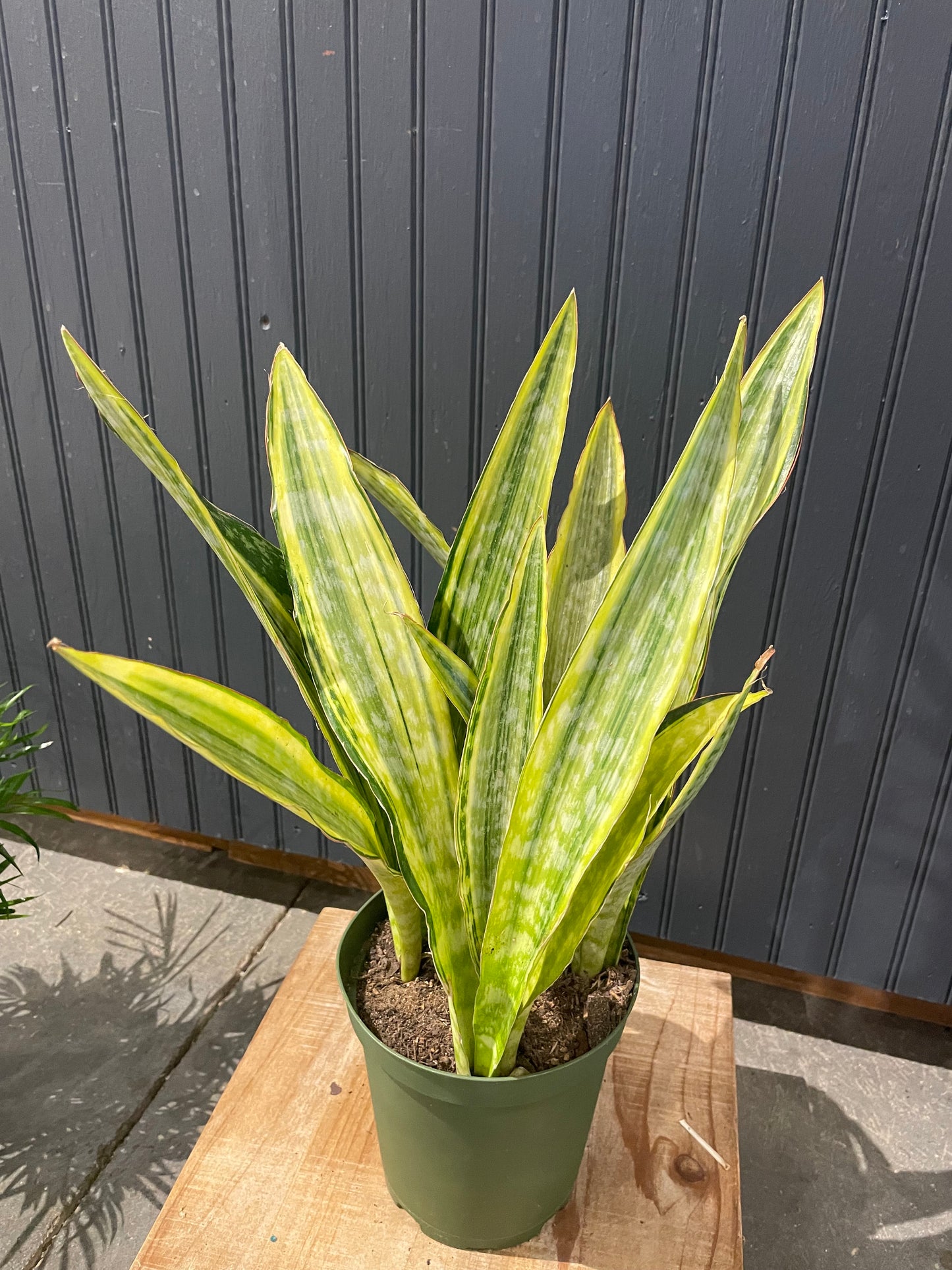 Snake plant-6”