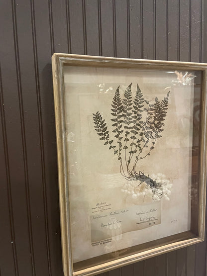 Wood Shadow Box w/ Vintage Fern, 2 styles