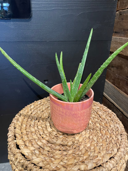 Aloe Vera Plant- 4”