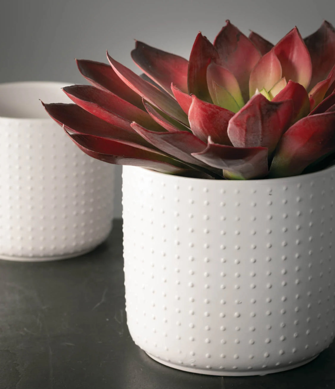 6” White Dotted Planter