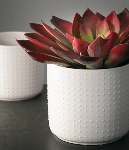 6” White Dotted Planter
