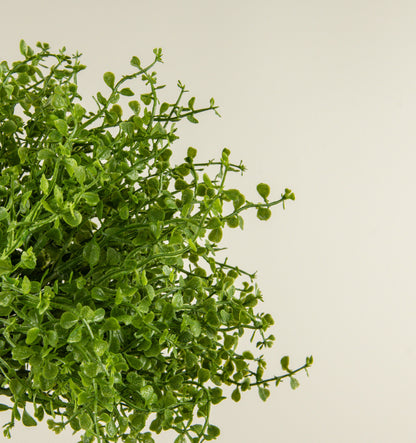 12” Baby Grass Bush