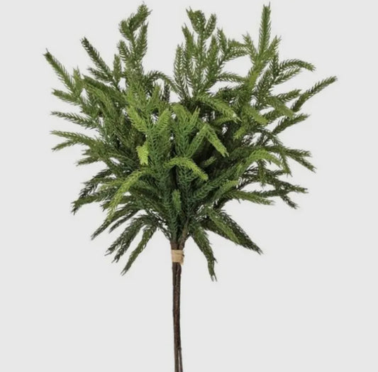 Norfolk Pine Bundle