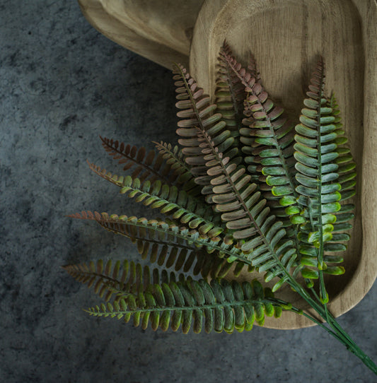 Rust Persian Fern Bush