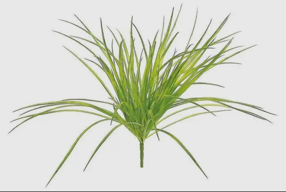 Zebra Grass Bush