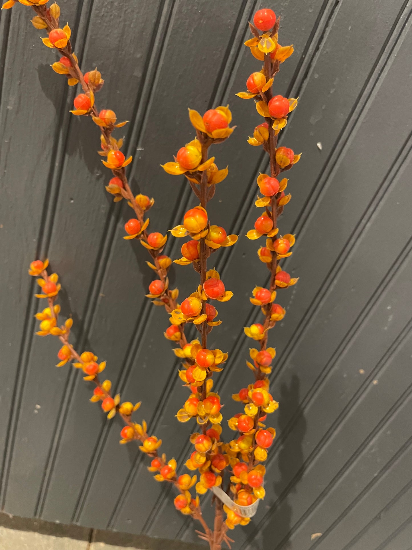 26” Bittersweet Spray