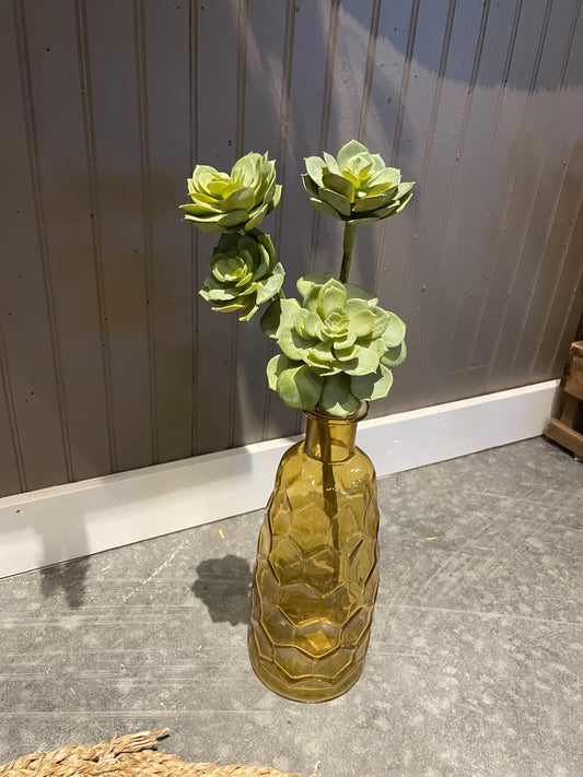 Echeveria Stem x 3
