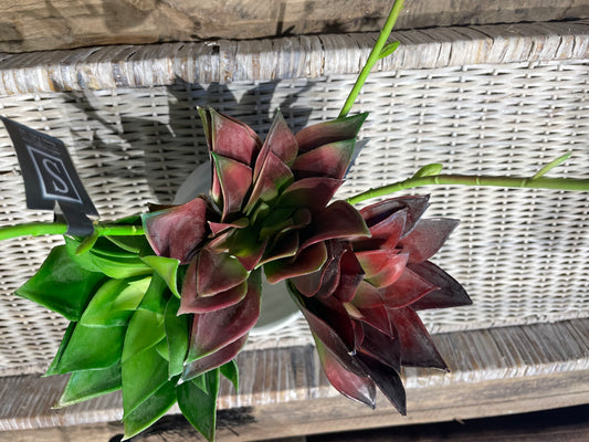 Succulent-3 Asst. colors