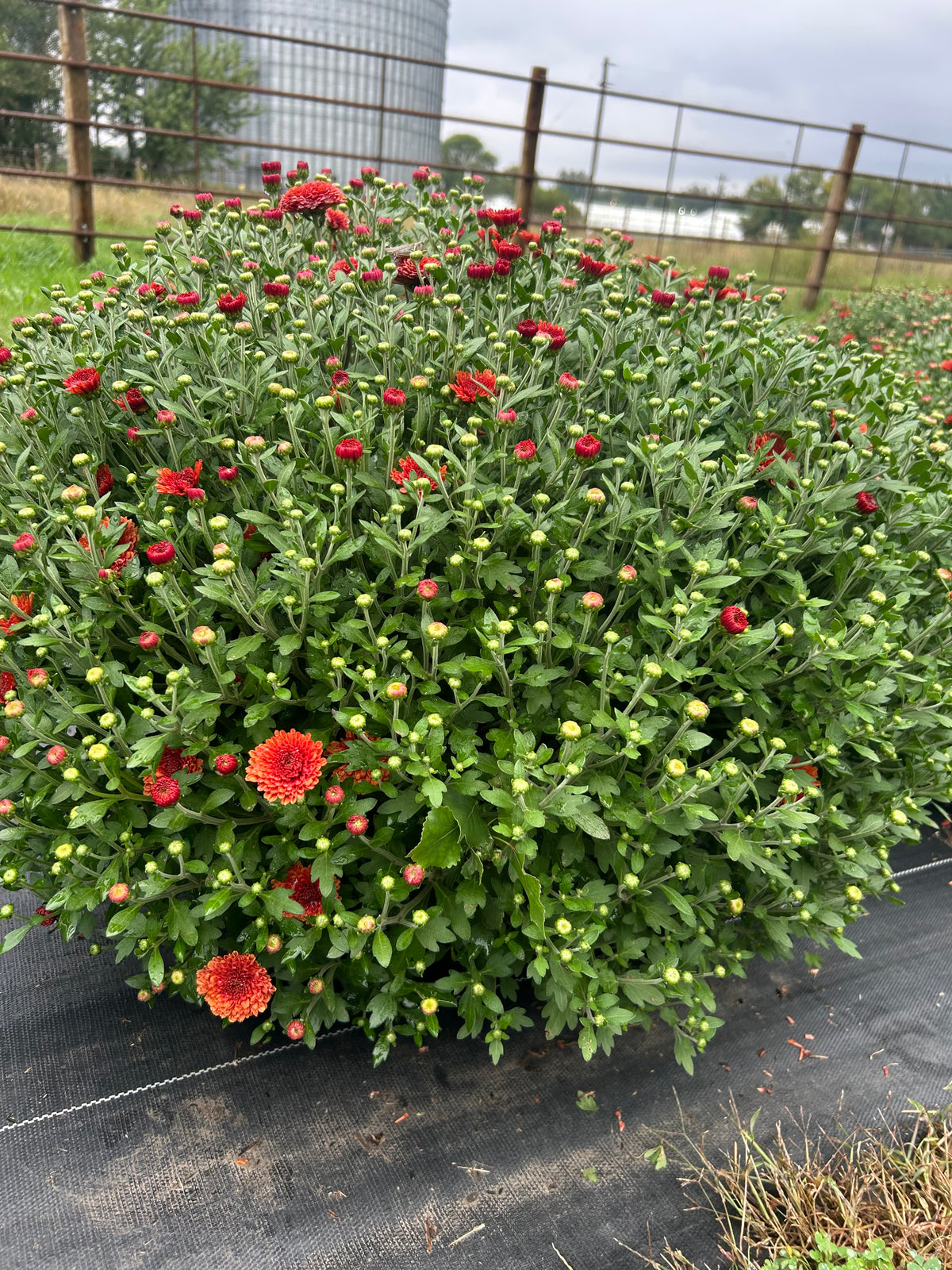 Rust Outdoor Mum