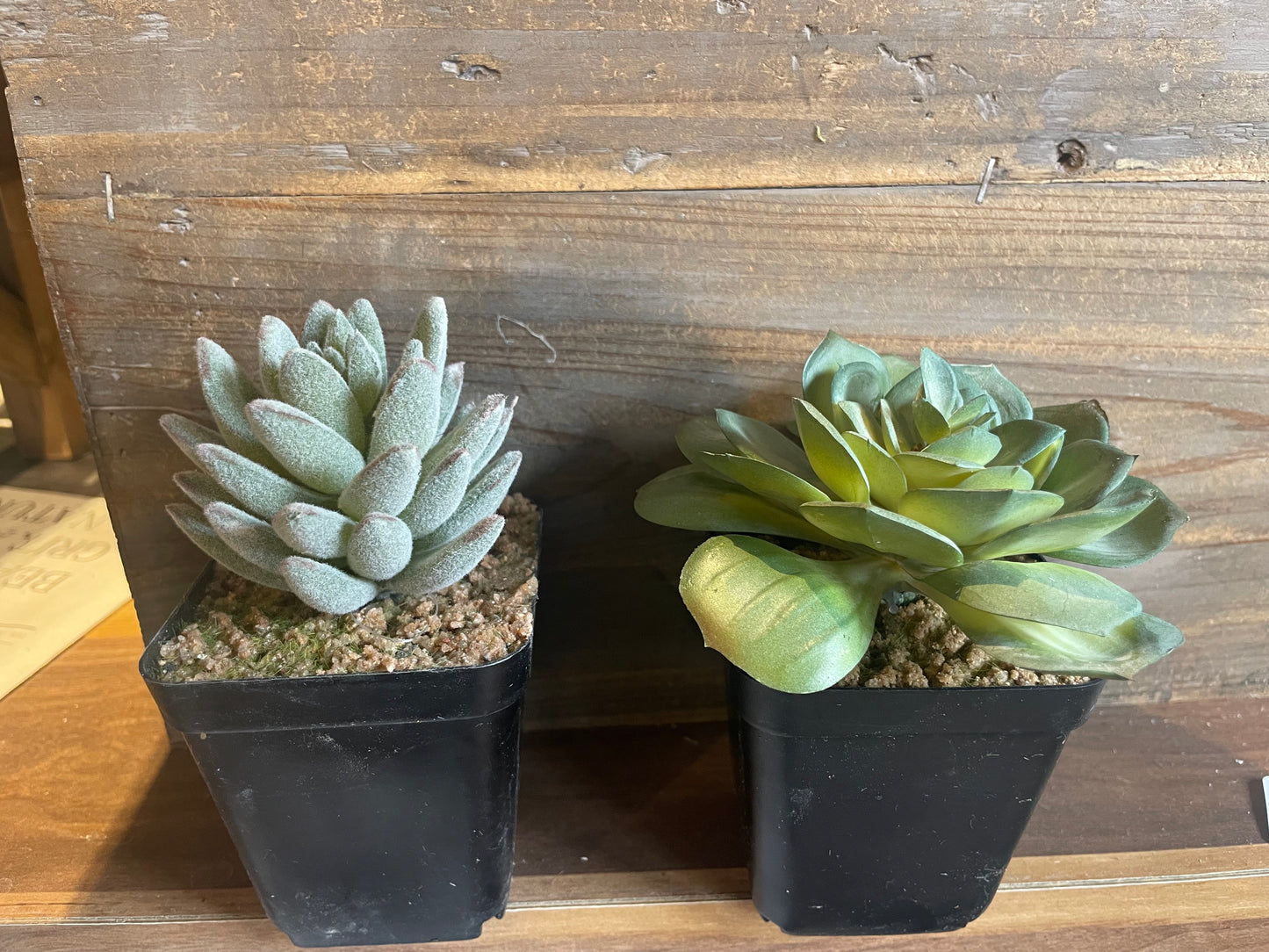 5” Potted Succulent