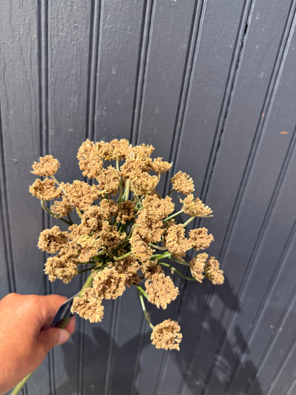 Queen Anne’s Spray