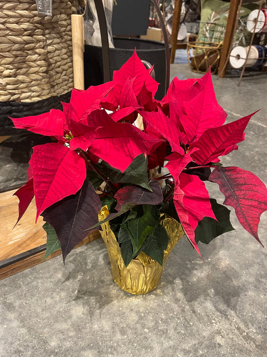 4” Red Poinsettia