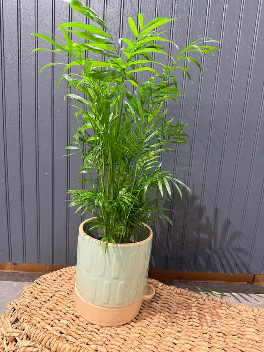 Palm Plant in a Sage Self Watering Planter