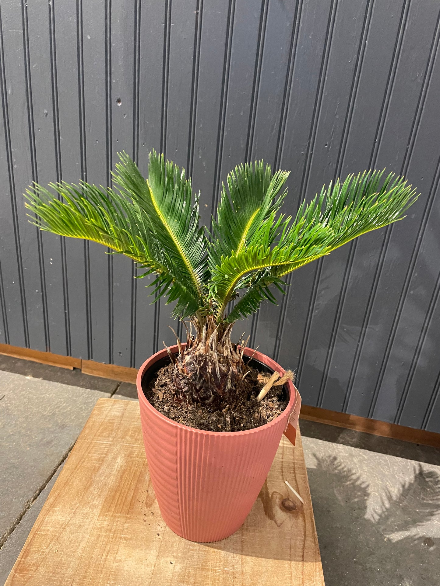 6” Sago Palm