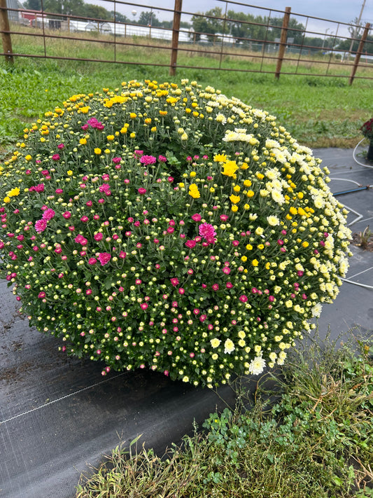 Triple Outdoor Mum