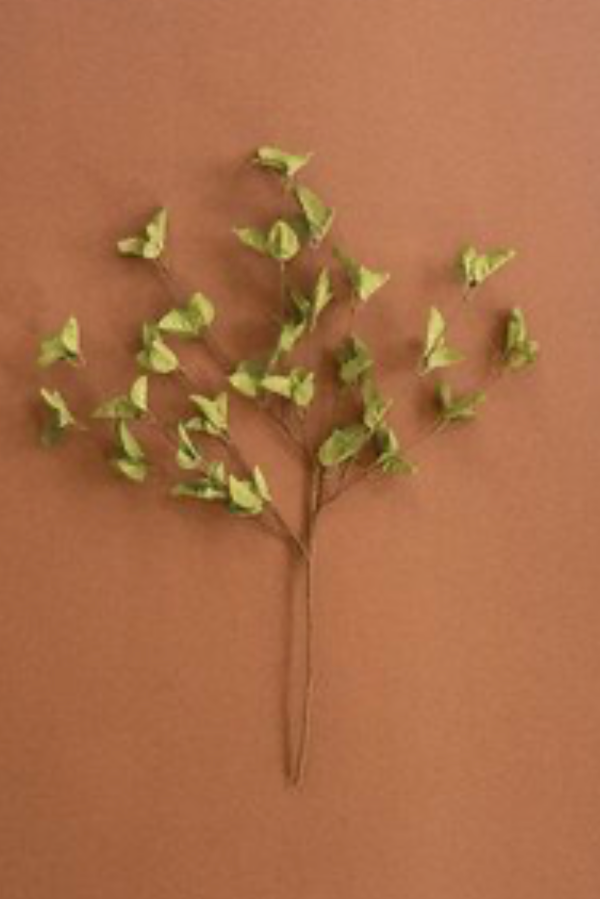 Sage Spray