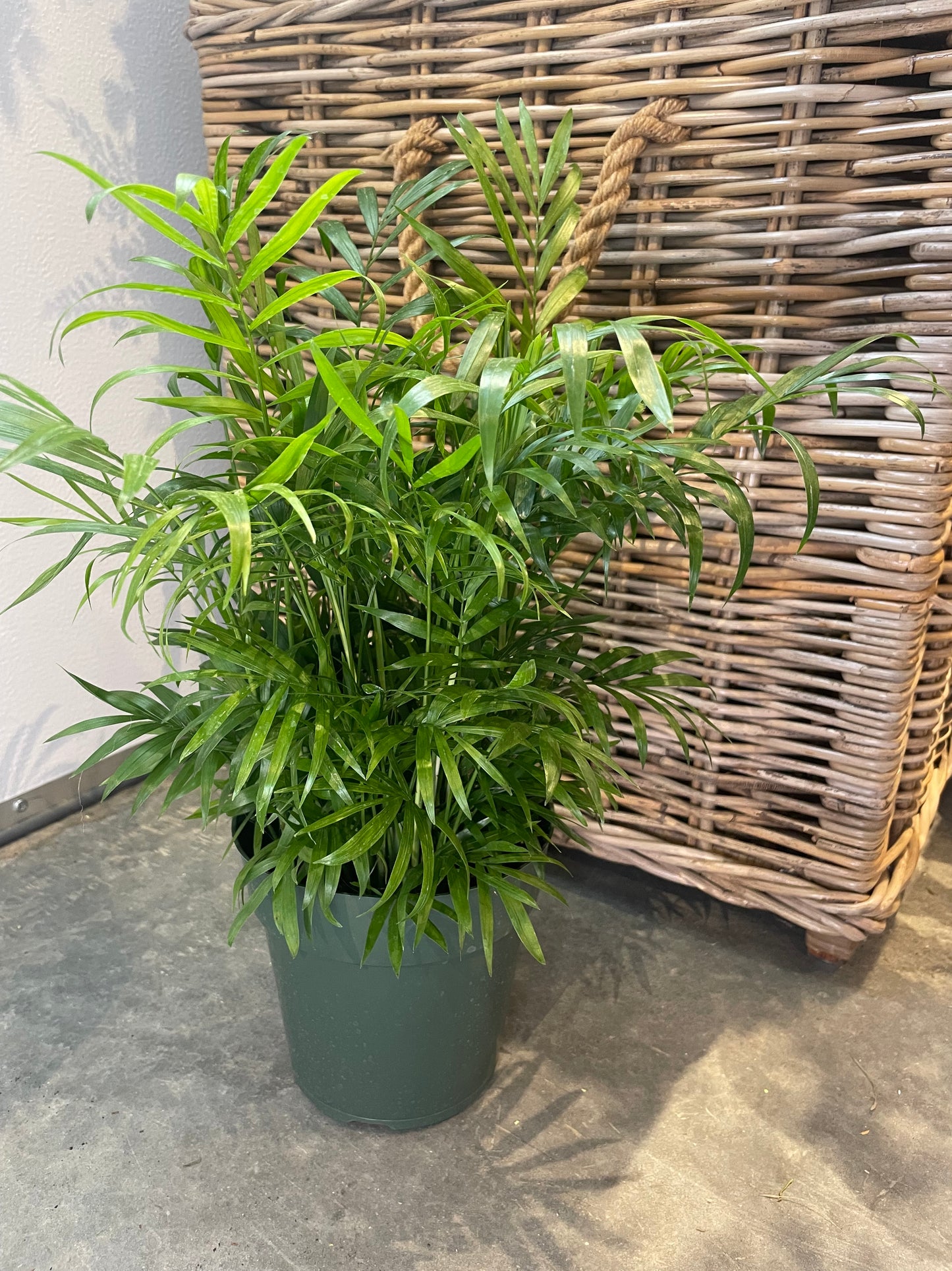 6” Palm Plant