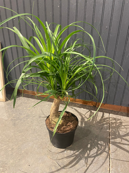 6” Pony Tail Palm