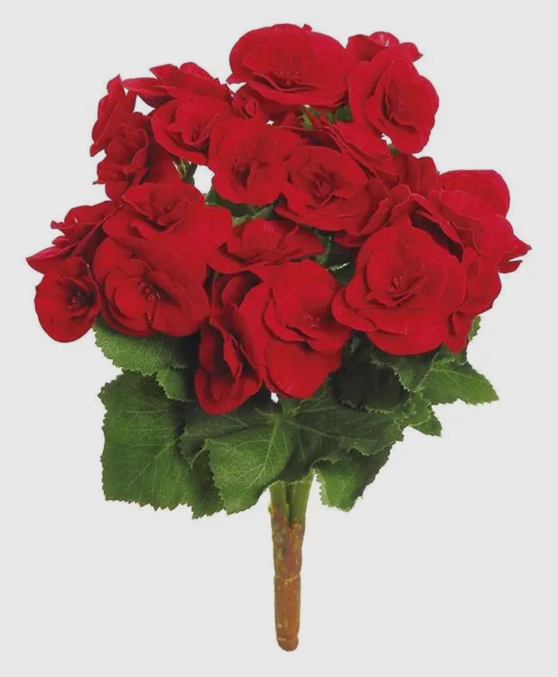10” Red Begonia Bush