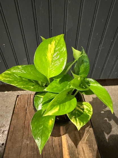 Pothos Plant-4”