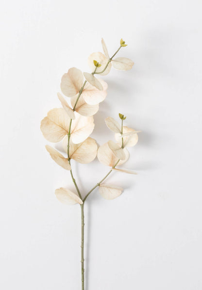 Cream Eucalyptus Spray