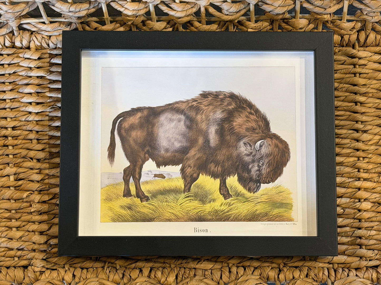 10” x 8” Vintage bison bookplate on a distressed background