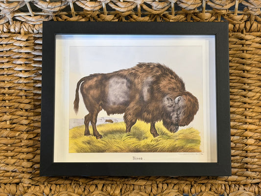 10” x 8” Vintage bison bookplate on a distressed background