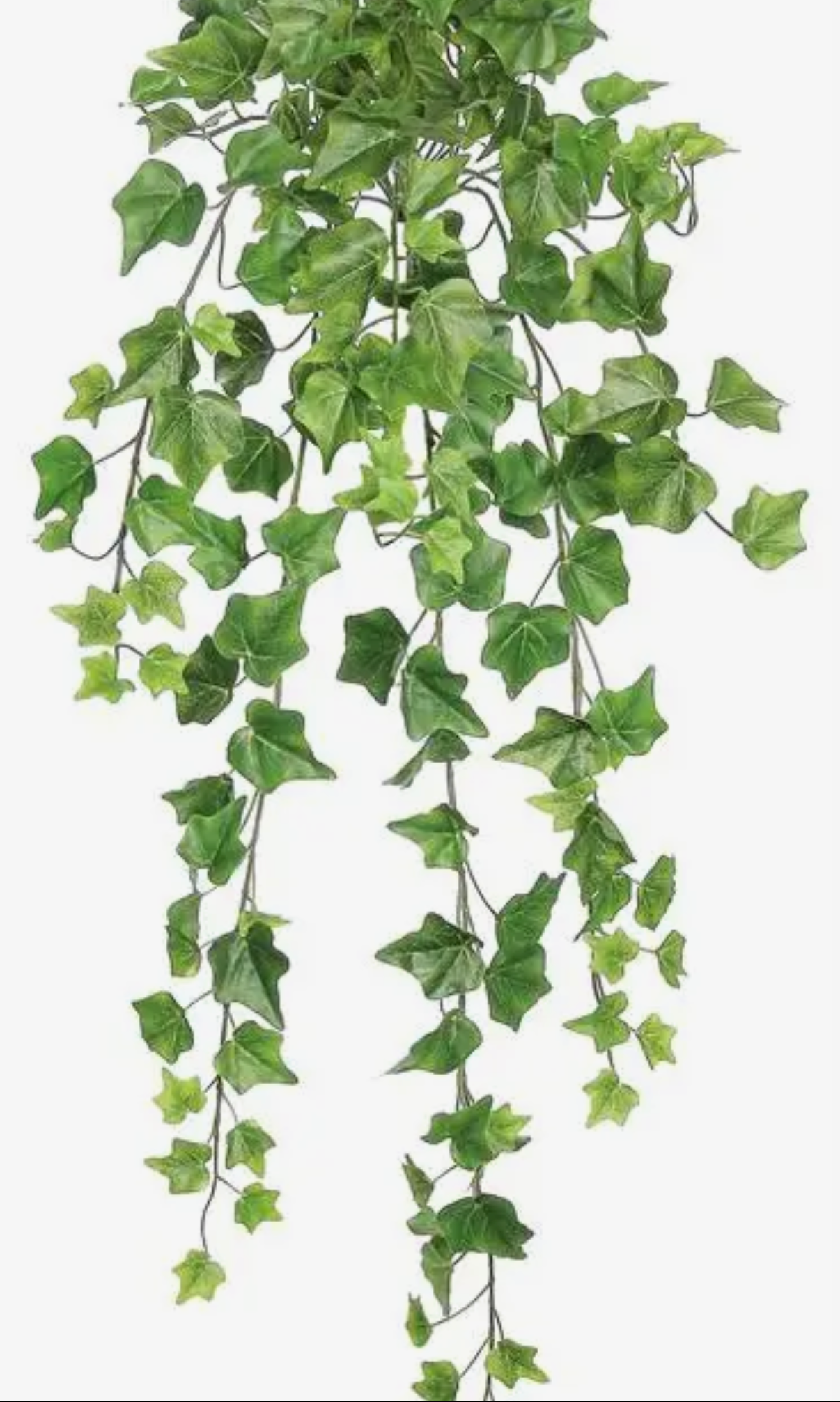 Real-Touch Green Ivy
