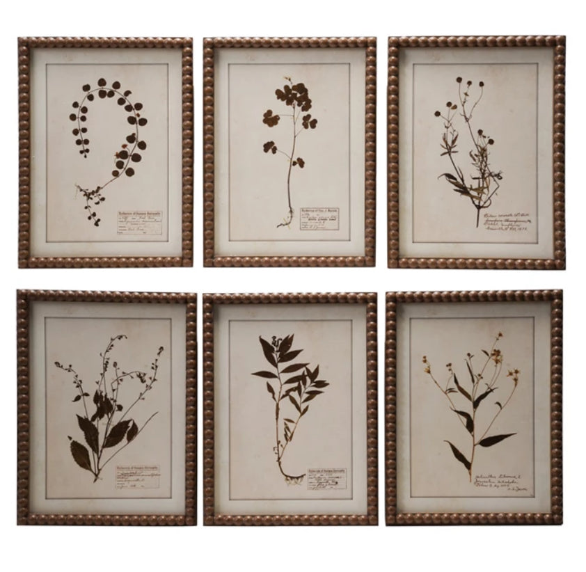 Framed Glass Botanical Prints