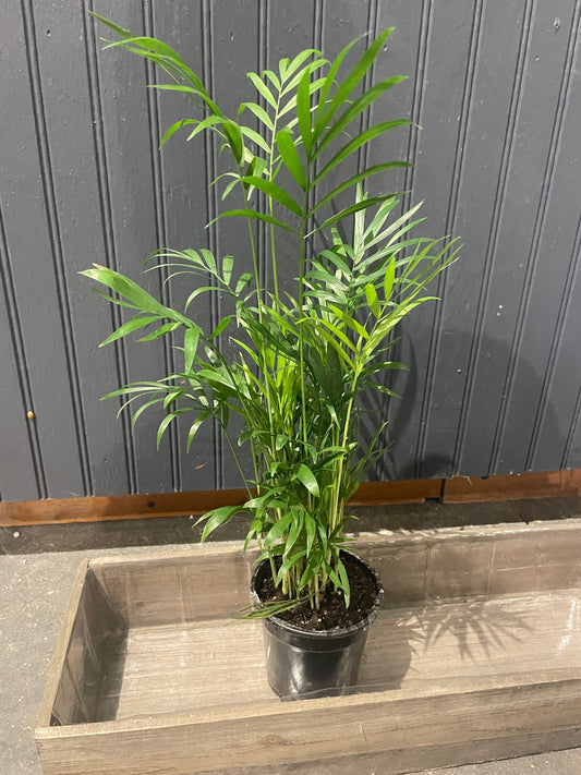 4” Palm Plant