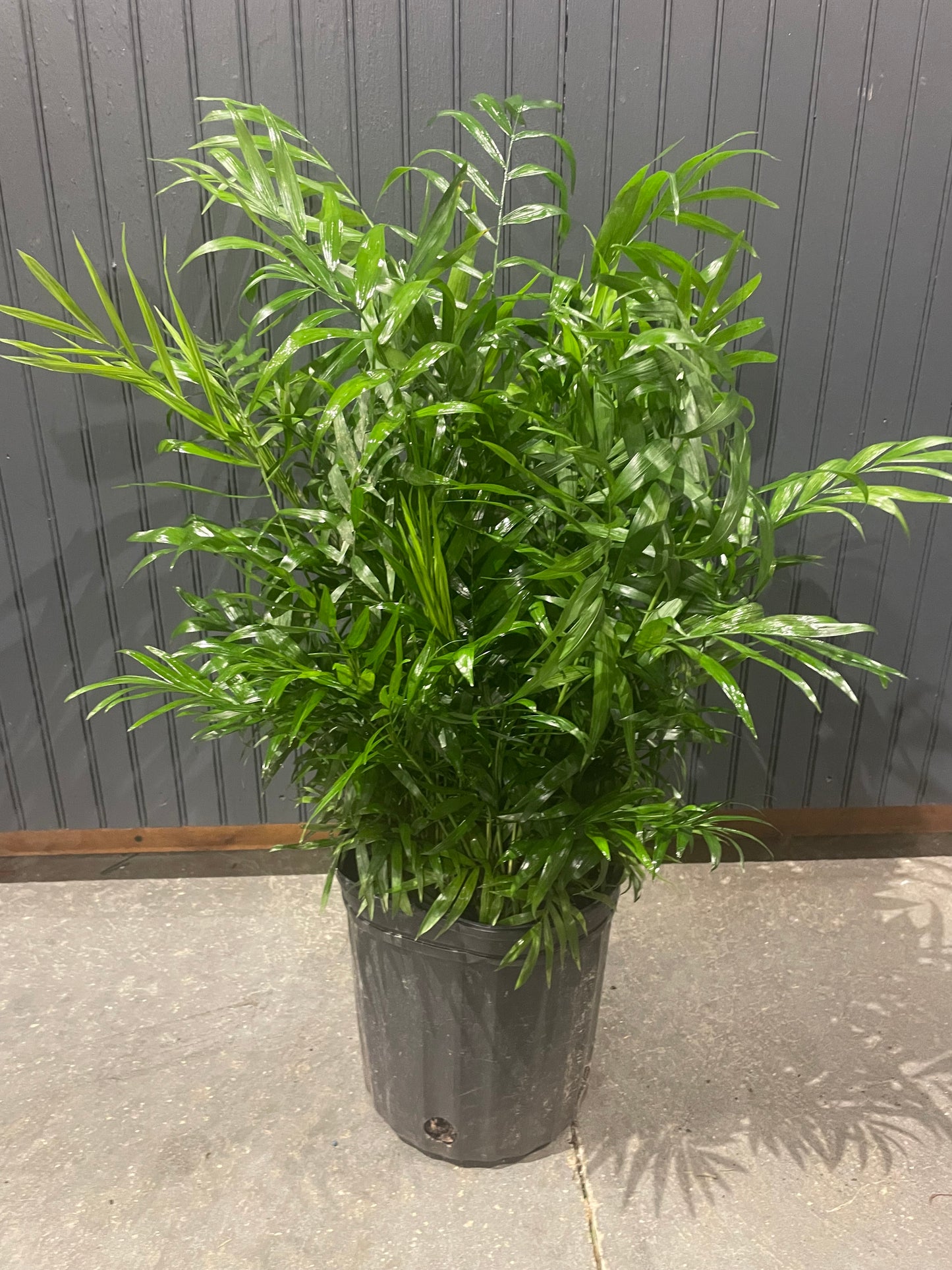 8” Palm Plant