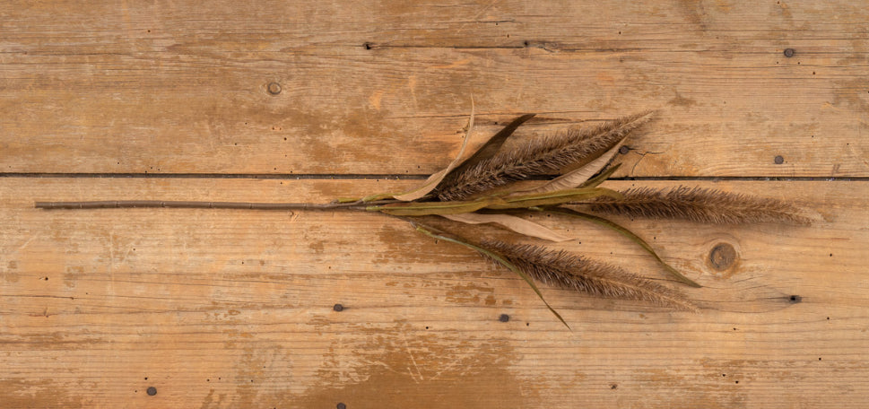 27.5” Coffee Bristle-grass Spray
