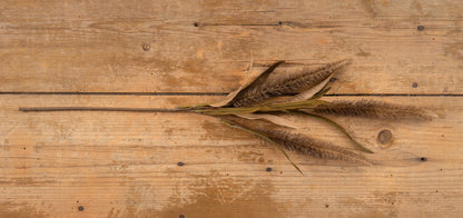27.5” Coffee Bristle-grass Spray