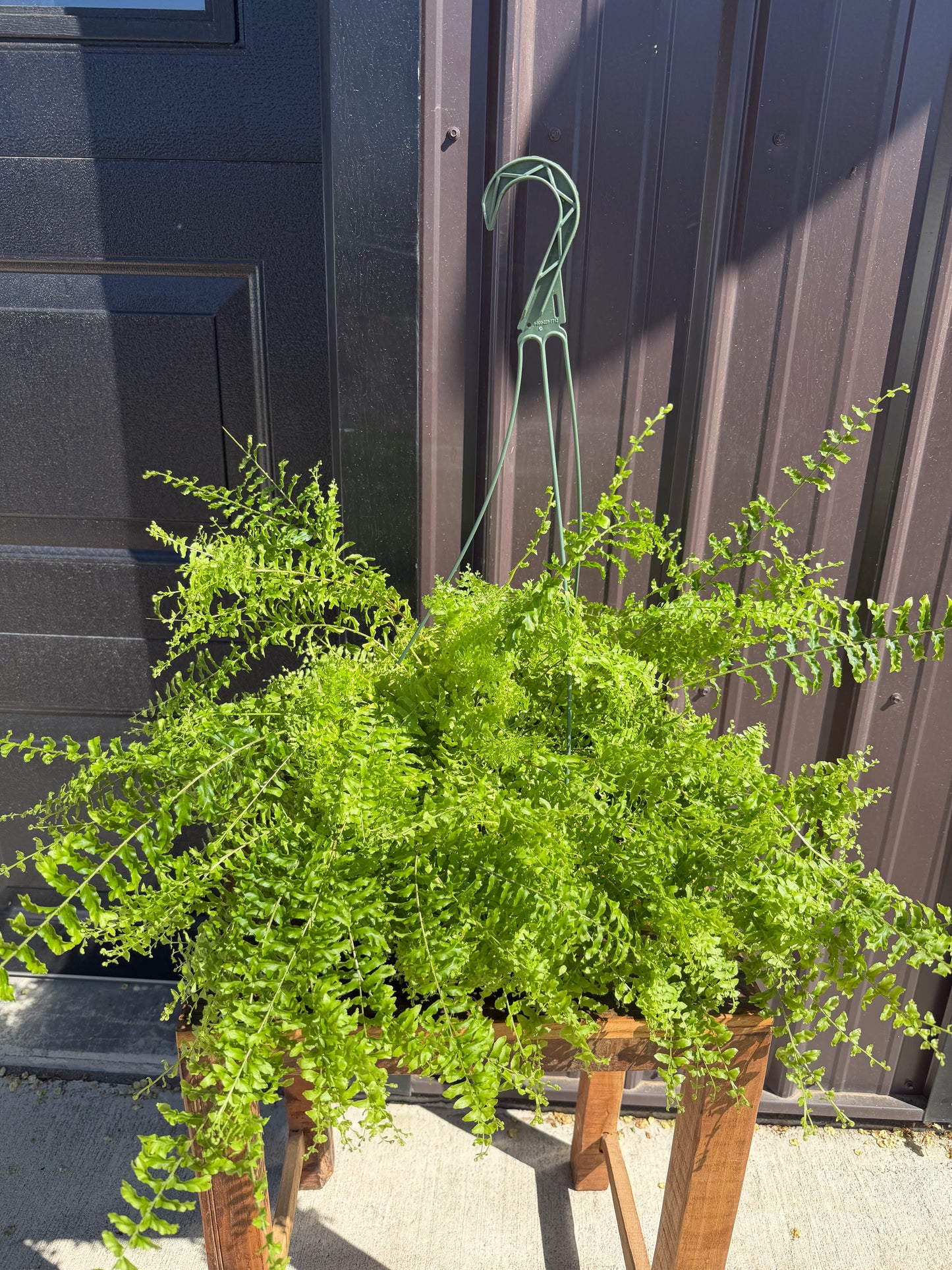 Boston Fern