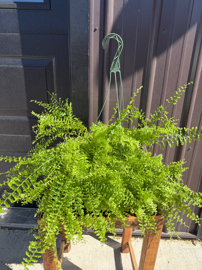 Boston Fern