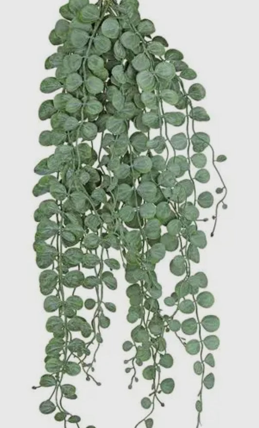 Zamioculas Vine