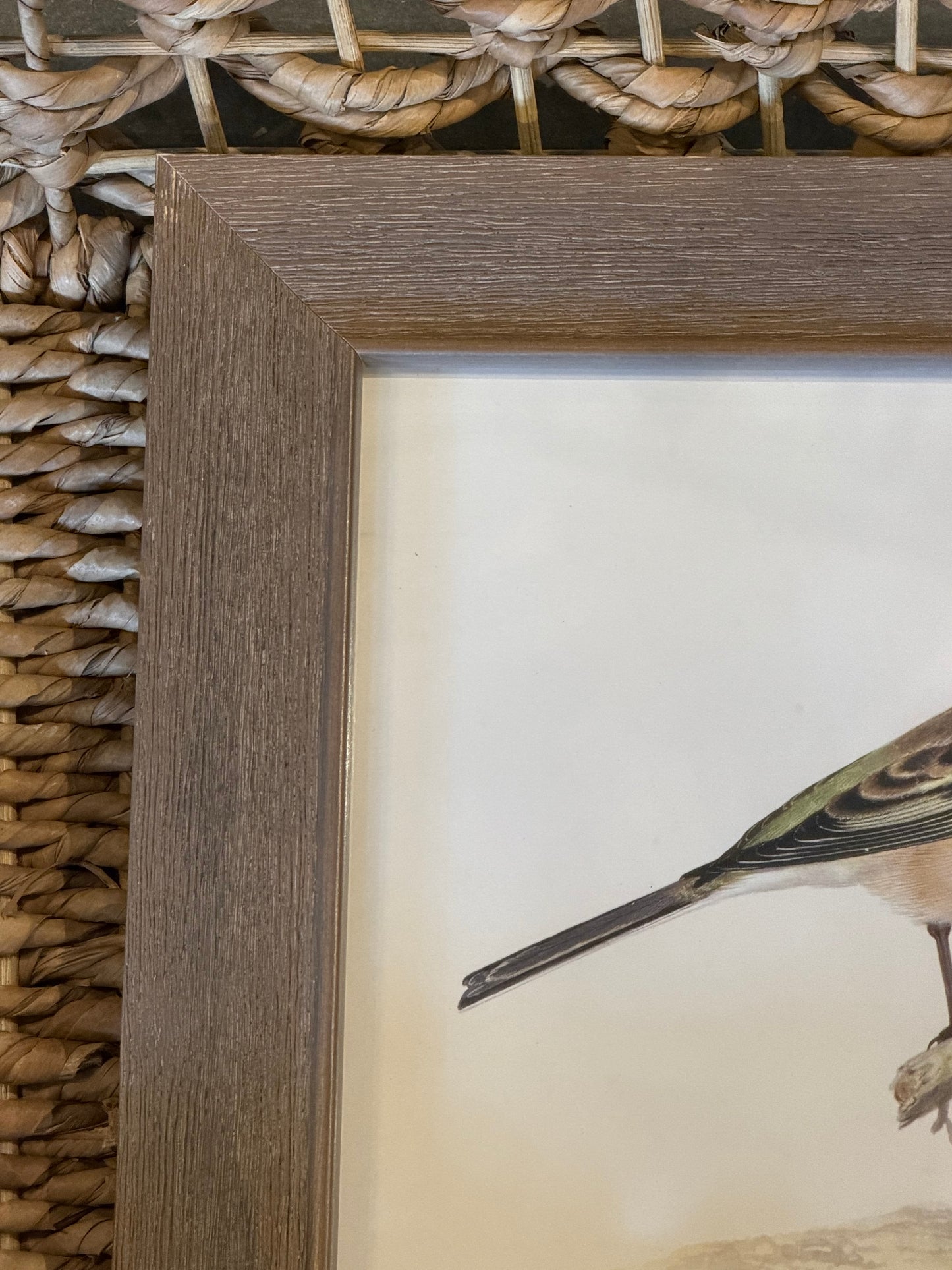10” x 8” Vintage soft bird illustration F on distressed background