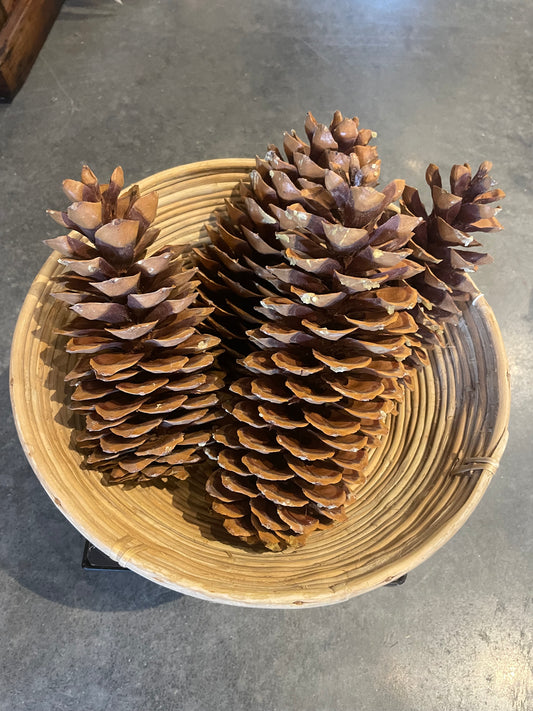 Large Sugar Pine Cones