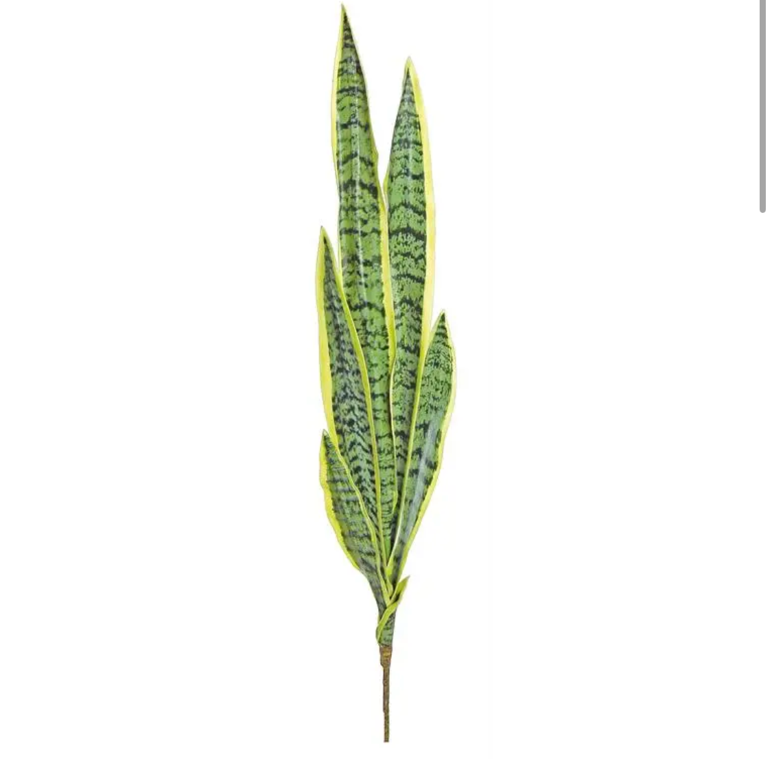 32” Snake Plant
