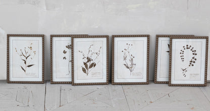 Framed Glass Botanical Prints