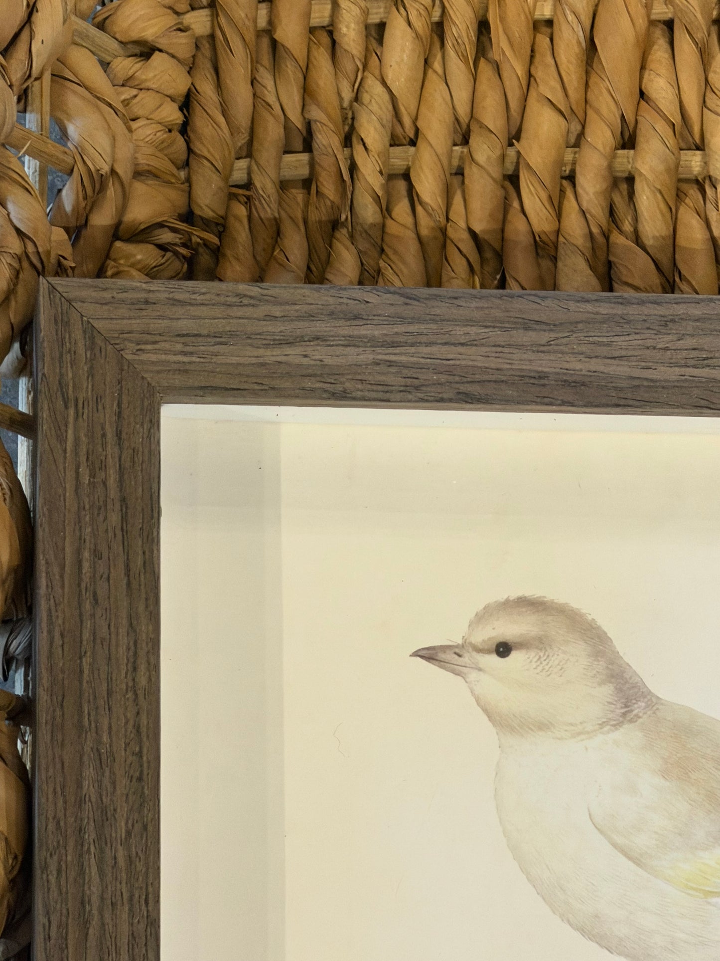 10” x 8” Vintage soft bird illustration A on distressed background