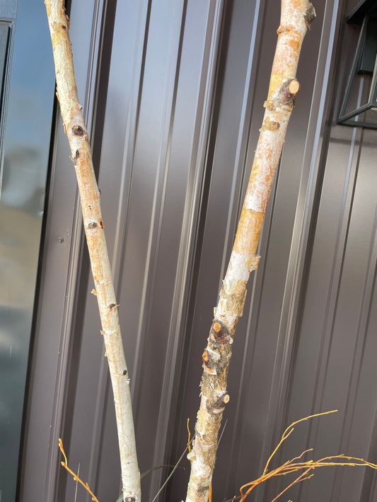 Birch Poles-5’