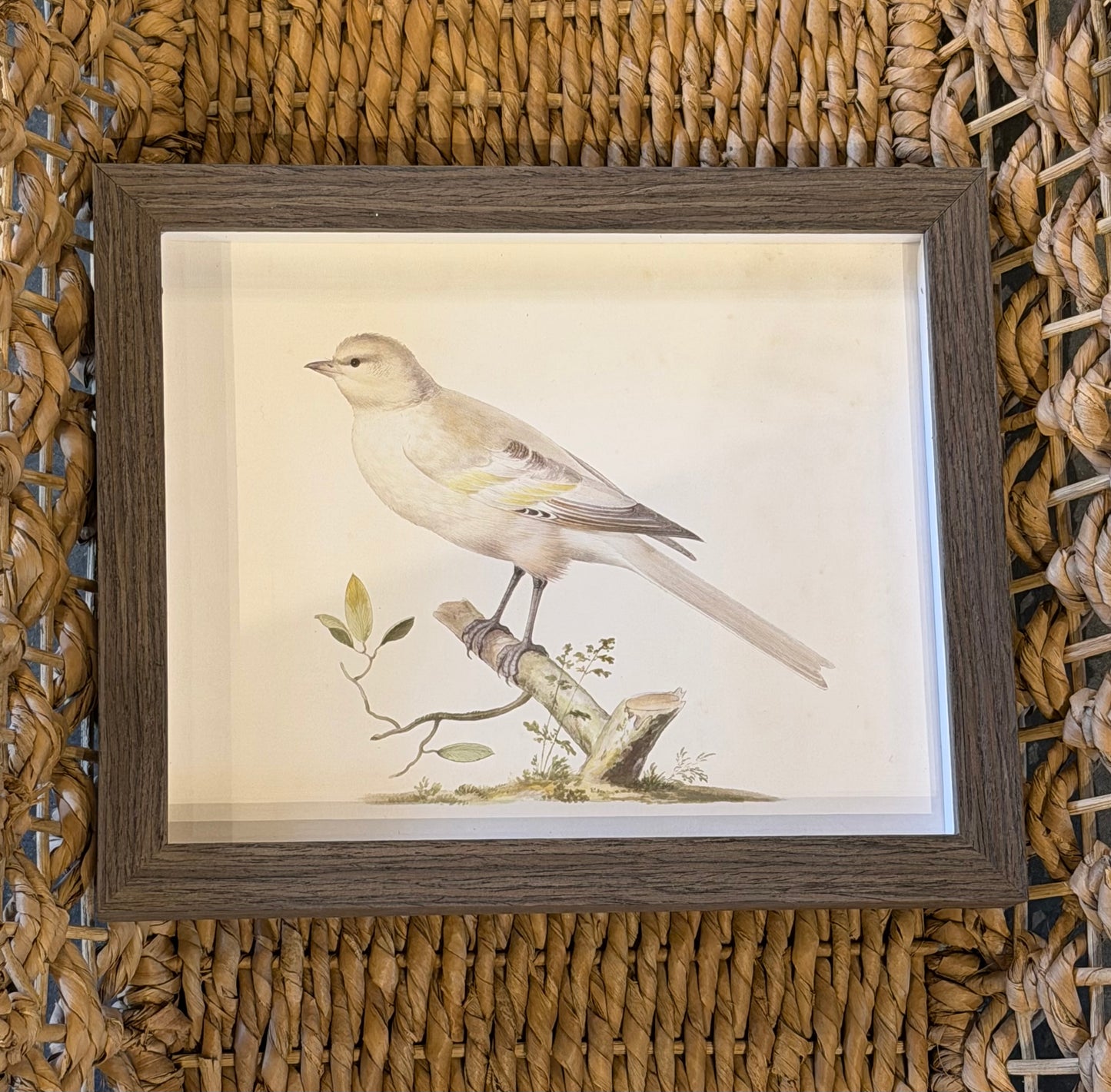 10” x 8” Vintage soft bird illustration A on distressed background