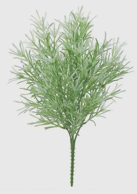 Rosemary Bush x7
