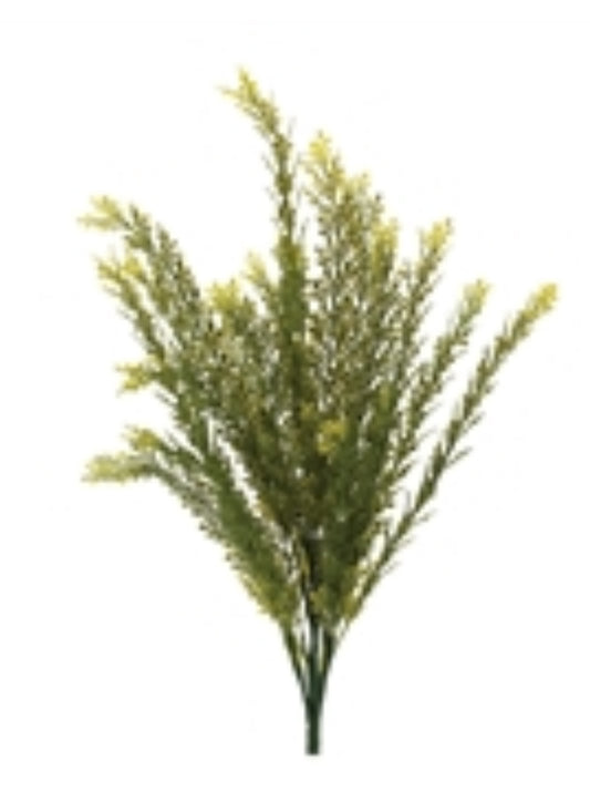 Baby Tears Bush