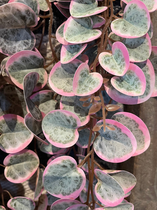 String of Hearts Hanging Bush- Sage/Pink
