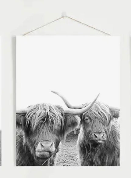 8” x 10” Black White Highland Cow Photo. Farm Animal Print-Sold Separately-No Frames